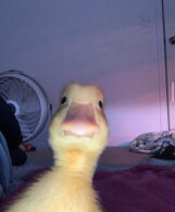 Wekaaa
